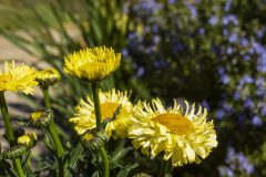 Leucanthemum Real Jewel_068