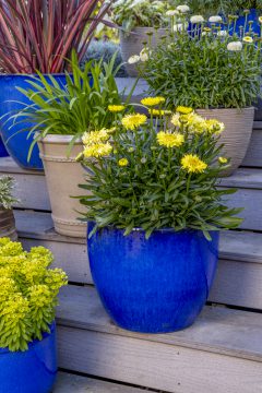 Leucanthemum Real Jewel_189