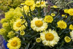 Leucanthemum Real Jewel_194