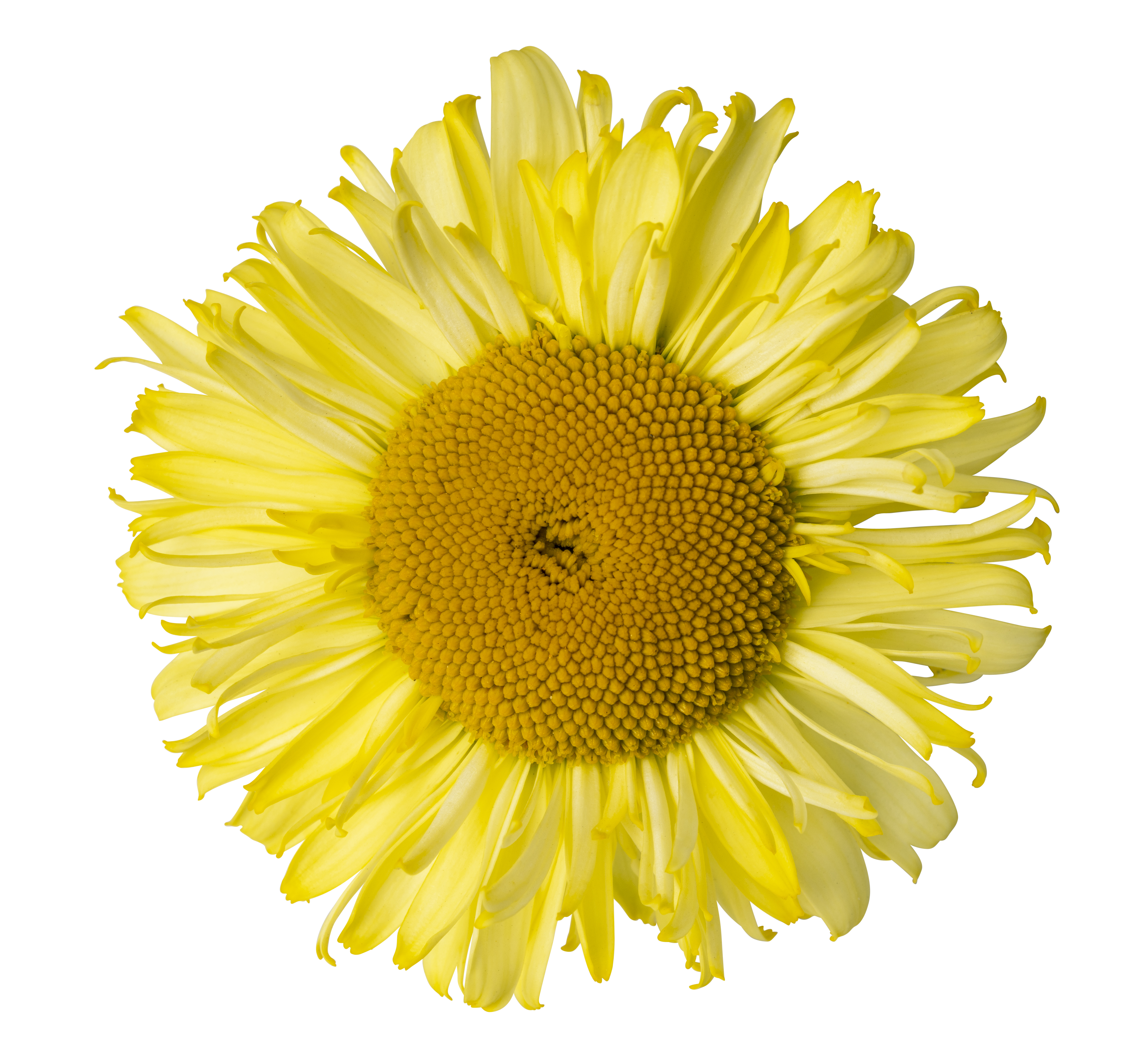 Leucanthemum Real Jewel_386